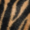 Zèbre caramel